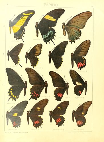 Papilio oxynius